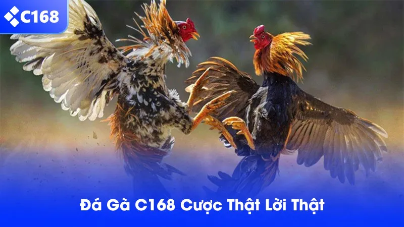 Đá gà C168 mang đến nhiều cơ hội chiến thắng cho anh em