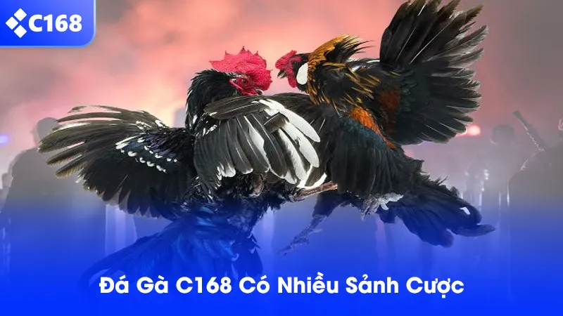 Đá gà tại nhà cái C168 có đa dạng sảnh cược